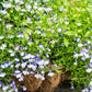 200 BLUE SPLASH LOBELIA Regatta Blue & White Erinus Flower Seeds