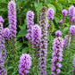 500 Purple BLAZING STAR Gayfeather LIATRIS Spicata Flower Seeds