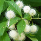 50 BUTTONBUSH / HONEYBALL Cephalanthus Occidentalis White Hummingbird Flower Bush Shrub Seeds