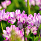 50 MILK VETCH Astragalus Sinicus Pink Purple Flower Ground Cover Legume Seeds