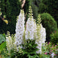 150 WHITE KING LARKSPUR Delphinium Consolida Giant Imperial Flower Seeds