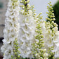 150 WHITE KING LARKSPUR Delphinium Consolida Giant Imperial Flower Seeds