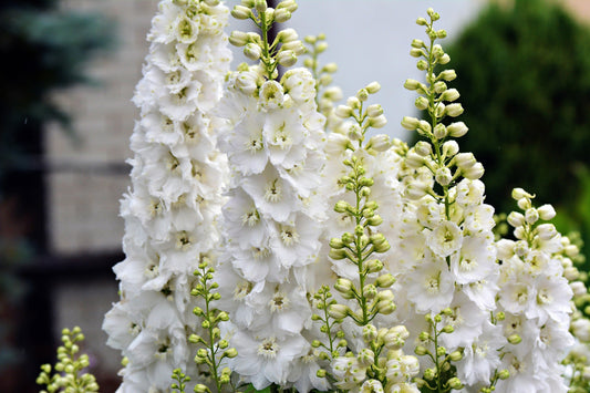 150 WHITE KING LARKSPUR Delphinium Consolida Giant Imperial Flower Seeds