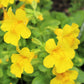 250 YELLOW MONKEY FLOWER Mimulus Grandiflorus Perennial Flower Seeds