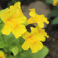 250 YELLOW MONKEY FLOWER Mimulus Grandiflorus Perennial Flower Seeds