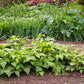 50 NAVY BEAN Michigan Pea White Phaseolus Vulgaris Soup Vegetable Seeds