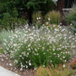 100 White GAURA WHIRLING BUTTERFLIES Gaura Lindheimeri Flower Seeds