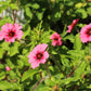50 NEPAL CINQUEFOIL / POTENTILLA Nepalensis Pink Red Flower Seeds