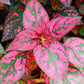 10 Dwarf ROSE Pink POLKA DOT PLANT Splash Select Hypoestes Phyllostachya Flower Houseplant Seeds
