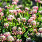 1500 ALSIKE CLOVER Trifolium Hybridum Pink & White Flower Legume Seeds