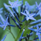 10 SHINING BLUESTAR Ozark or Showy Blue Star Amsonia Illustris Flower Seeds