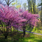 20 Eastern REDBUD TREE Cercis Canadensis Pink Flowering Native Tree Seeds