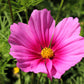 150 Pink COSMOS RADIANCE Bipinnatus Flower Seeds
