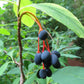15 INDIAN PLUM Osoberry Oregon Oso Berry Oemleria Cerasiformis Fruit Shrub Seeds