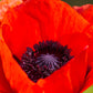 100 RED TURKISH POPPY Heirloom Papaver Somniferum Flower Seeds