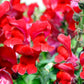 250 RUBY RED SNAPDRAGON Antirrhinum Majus Flower Seeds