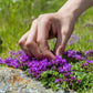 100 MOTHER OF THYME aka Lemon Broadleaved Large Thyme Thymus Pulegioides Herb Pink Flower Seeds