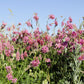 50 PINK SAINFOIN Common Onobrychis Viciifolia Holy Clover Legume Ground Cover Forage Flower Seeds