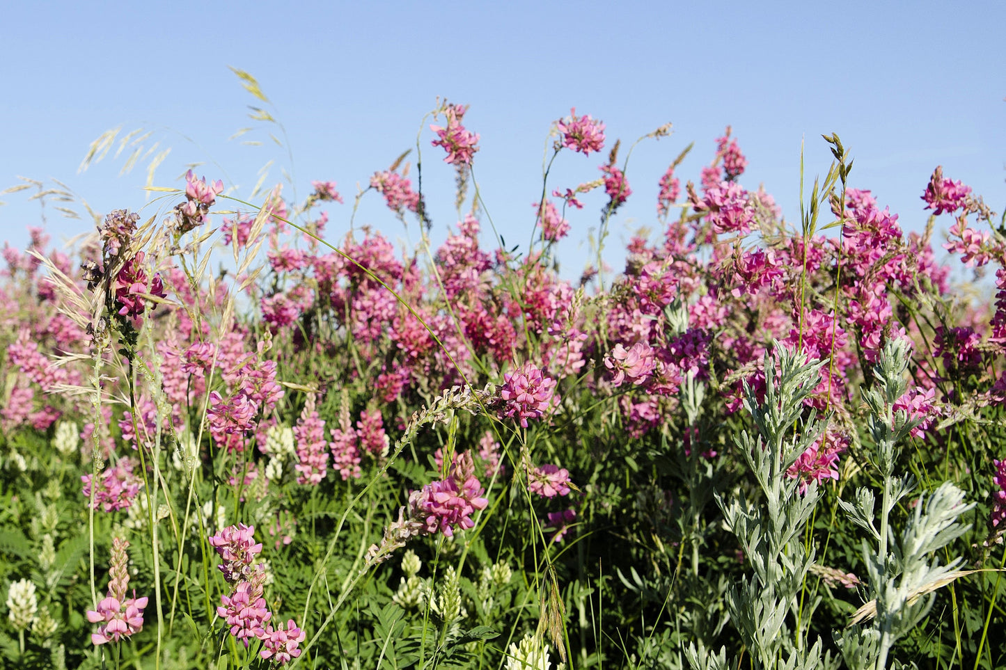 50 PINK SAINFOIN Common Onobrychis Viciifolia Holy Clover Legume Ground Cover Forage Flower Seeds