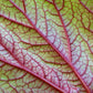 500 BULK HARDY BEGONIA Grandis Rose Pink Perennial Sun - Shade Flower Seeds