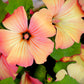 200 ROSE MALLOW MIX (Bush Mallow) Hibiscus Lavatera Trimestris Flower Seeds