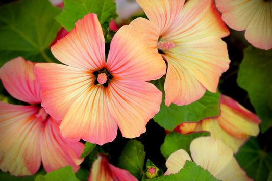 200 ROSE MALLOW MIX (Bush Mallow) Hibiscus Lavatera Trimestris Flower Seeds