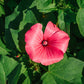 200 ROSE MALLOW MIX (Bush Mallow) Hibiscus Lavatera Trimestris Flower Seeds