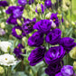 20 Mixed Colors LISIANTHUS Eustoma Grandiflorum Bluebell Gentian Flower Seeds