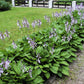 10 HOSTA ELEGANS Shade Lover Flower Seeds