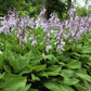10 HOSTA ELEGANS Shade Lover Flower Seeds