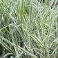 1000 Variegated RIBBON GRASS Reed Canary Phalaris Arundinacea Pink Flower Seeds