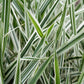 1000 Variegated RIBBON GRASS Reed Canary Phalaris Arundinacea Pink Flower Seeds