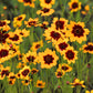30 COSMIDIUM BRUNETTE Burridgeanum Greenthread Flower Seeds