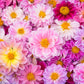 50 EARLY BIRD DAHLIA Mixed Colors Flower Seeds