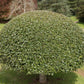 40 ENGLISH HOLLY Ilex Aquifolium aka European Common or Christmas Holly Evergreen Tree Shrub Berry Seeds