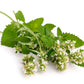 200 Lemon LEMONY CATNIP Nepeta Cataria Citriodora Herb Flower Seeds