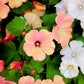 200 ROSE MALLOW MIX (Bush Mallow) Hibiscus Lavatera Trimestris Flower Seeds