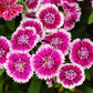 500 MIXED CHINESE PINKS China Rainbow Pink Dianthus Chinensis Bicolor Flower Seeds