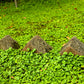 1000 DICHONDRA Repens aka Lawn Leaf Flower Evergreen Ground Cover Seeds