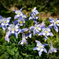 50 Blue ROCKY MOUNTAIN COLUMBINE Aquilegia Caerulea Flower Seeds