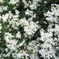 20 SWEET AUTUMN CLEMATIS Paniculata Fragrant White Flower Vine Seeds