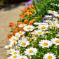 100 White DWARF CREEPING DAISY Chrysanthemum Paludosum Leucanthemum Flower Seeds