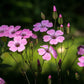500 Oculata MIXED COLORS VISCARIA (Rose of Heaven / Rose Angel) Silene Coeli-Rosa Flower Seeds
