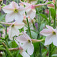 200 JASMINE AZTEC NICOTIANA (Ornamental Flowering Tobacco) Nicotiana Alata Flower Seeds
