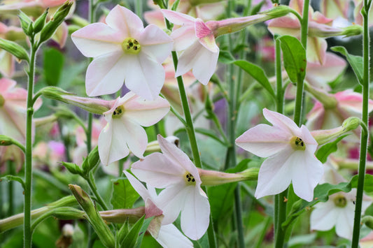 200 JASMINE AZTEC NICOTIANA (Ornamental Flowering Tobacco) Nicotiana Alata Flower Seeds