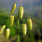 100 QUAKING GRASS (Rattlesnake Grass) Briza Maxima Seeds