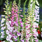 1000 Seeds MIXED FOXGLOVE Digitalis Purpurea Flower Seeds