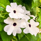 25 MIXED THUNBERGIA Alata VINE Black Eyed Susan Orange White Yellow Flower Seeds