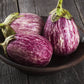 30 Pandora STRIPED ROSE EGGPLANT Solanum Melongena White Fruit Vegetable Seeds
