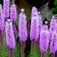 500 Purple BLAZING STAR Gayfeather LIATRIS Spicata Flower Seeds